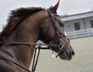 Horses at Stockyards Stables in Fort Worth, TX